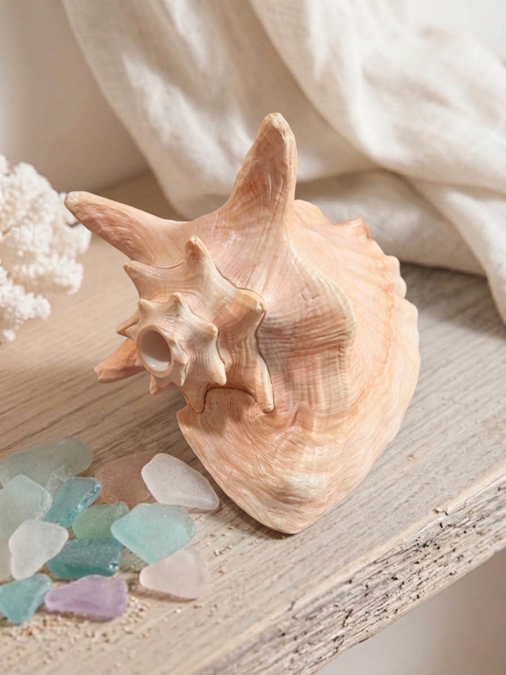Natural Large Queen Conch Shell